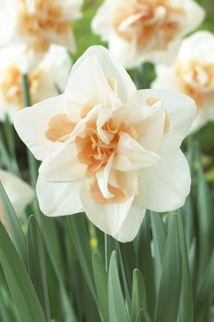 Delnashaugh Daffodil Narcissus Bulbs — Artemis Flower Farm